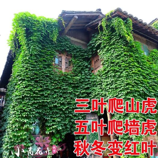 沭阳县爬山虎 1~1.5米 1公分以下