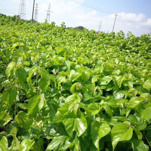海宁市 桑树苗养蚕专用已嫁接号叶片大产叶量高
