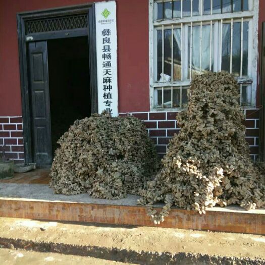 彝良县乌红天麻