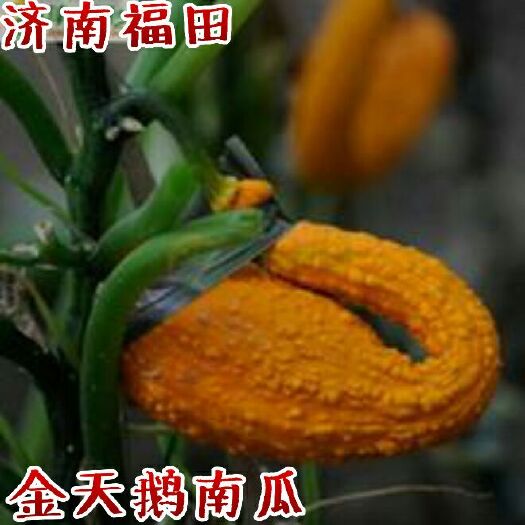 济南金天鹅南瓜种子  观赏南瓜种子 南瓜种子