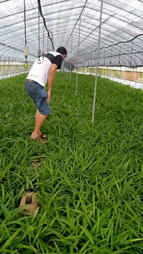 富源县白及