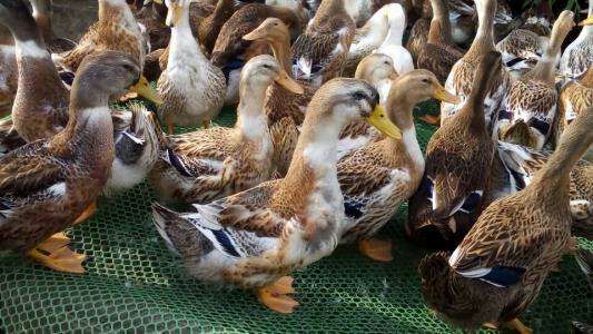 杂交鸭苗 包打疫苗、大种杂交鸭