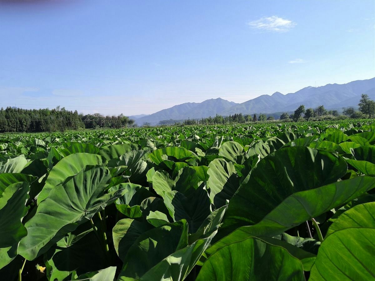 槟榔香芋包粉包糯  产地直发  5斤/箱  包邮