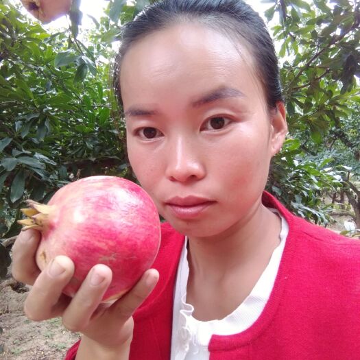荥阳市河阴软籽石榴树苗 