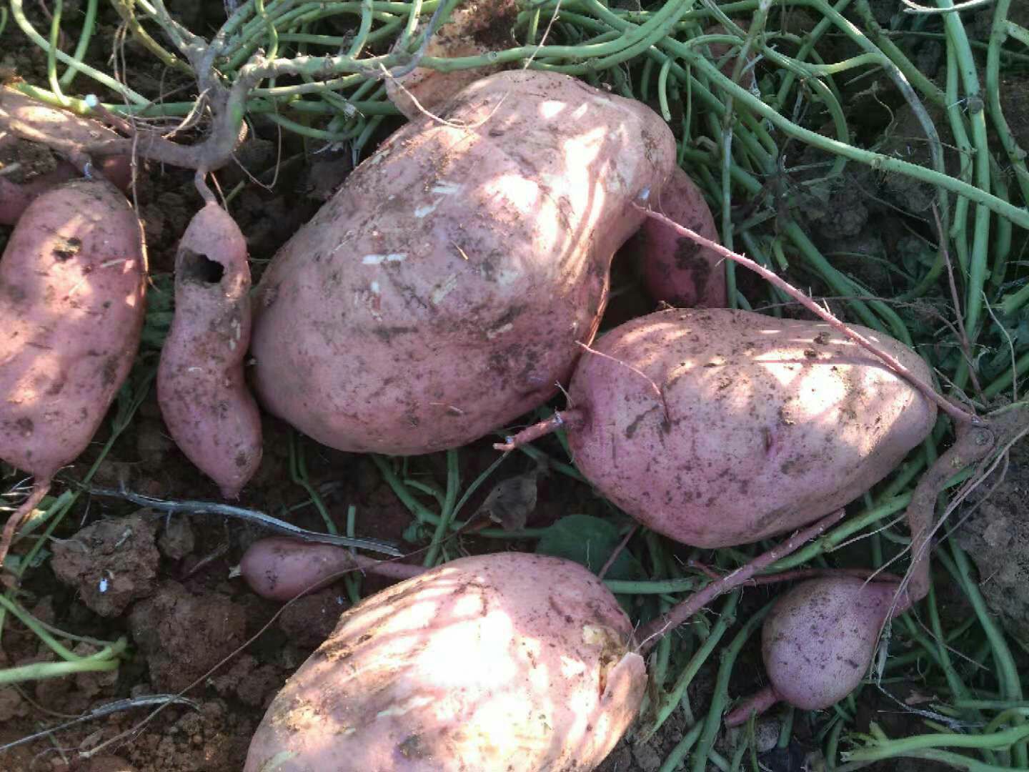 龙薯九号 烟薯25