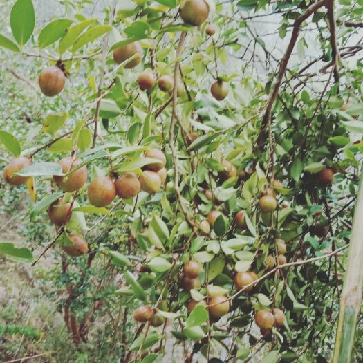 岳西县油茶籽 油茶鲜果