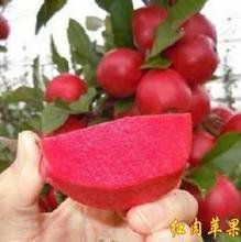 平邑县红肉苹果树苗 1~1.5米 