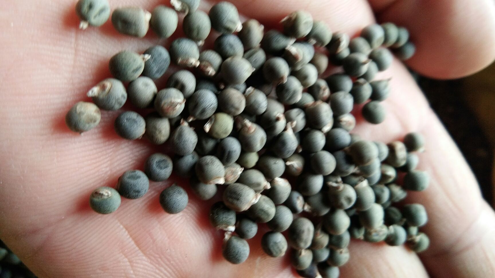 黄秋葵仔 常规良种 