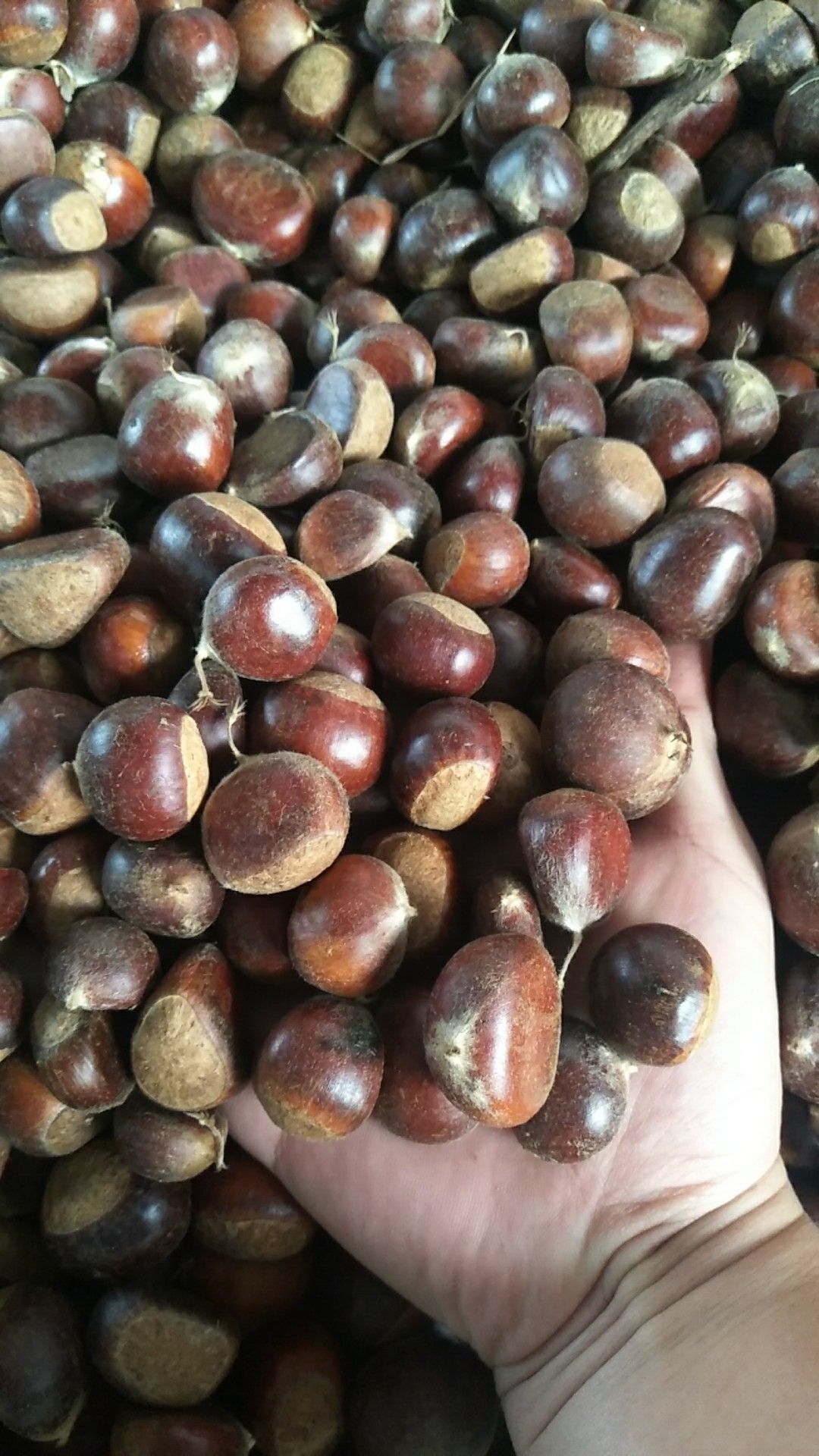 毛板红板栗  高山板栗，炒板栗专用栗,规格2.0