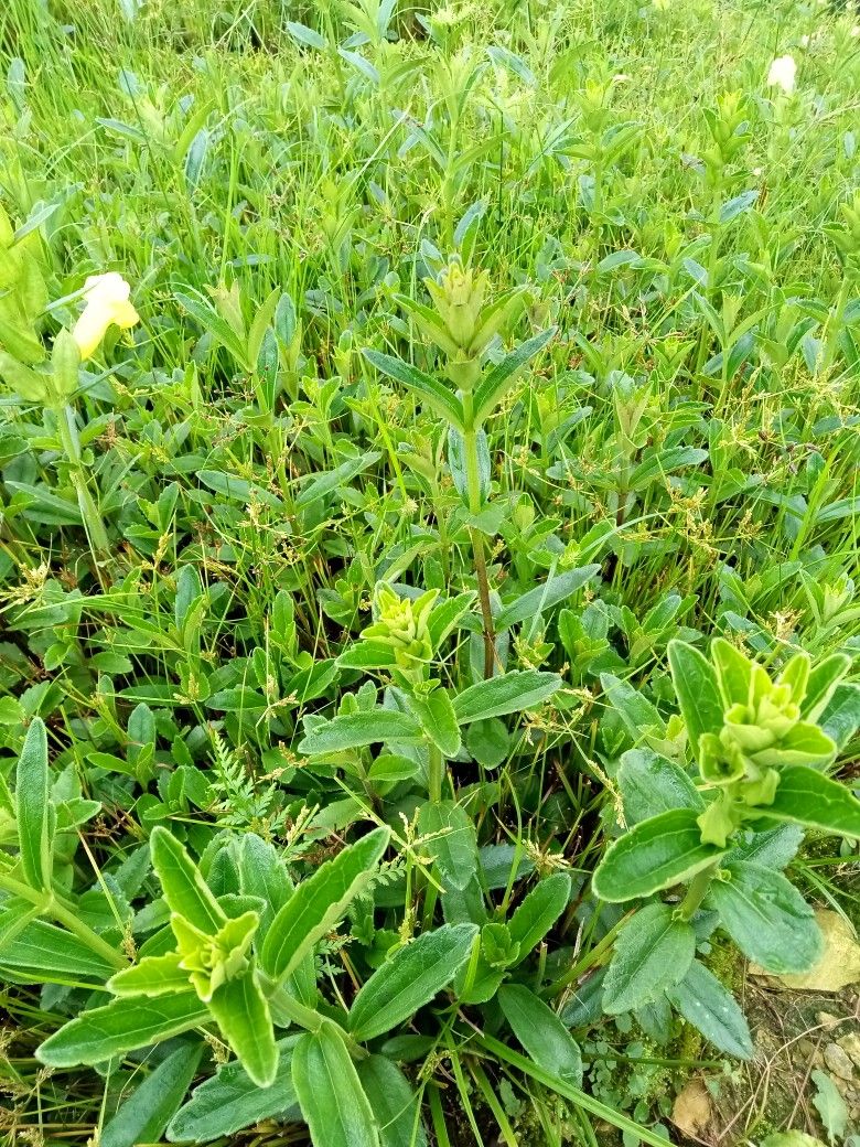 红根野蚕豆种子 