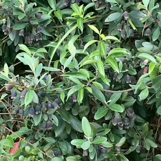 广州桃金娘苗  桃金娘袋苗15-60高都有，走批发的，需要的请联系！