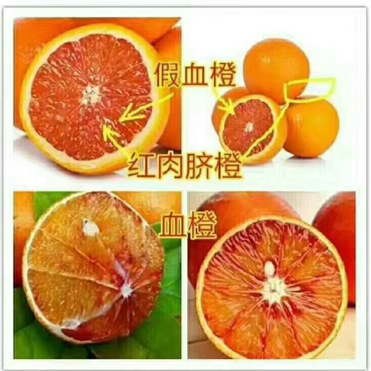 简阳市塔罗科血橙8号苗 嫁接苗 0.2~0.35米