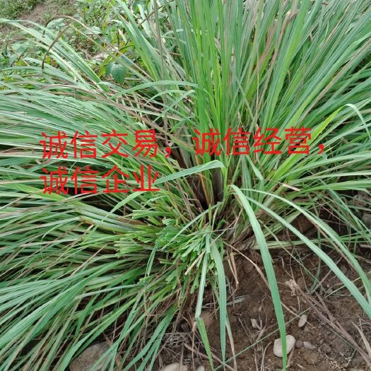 金平县香茅草