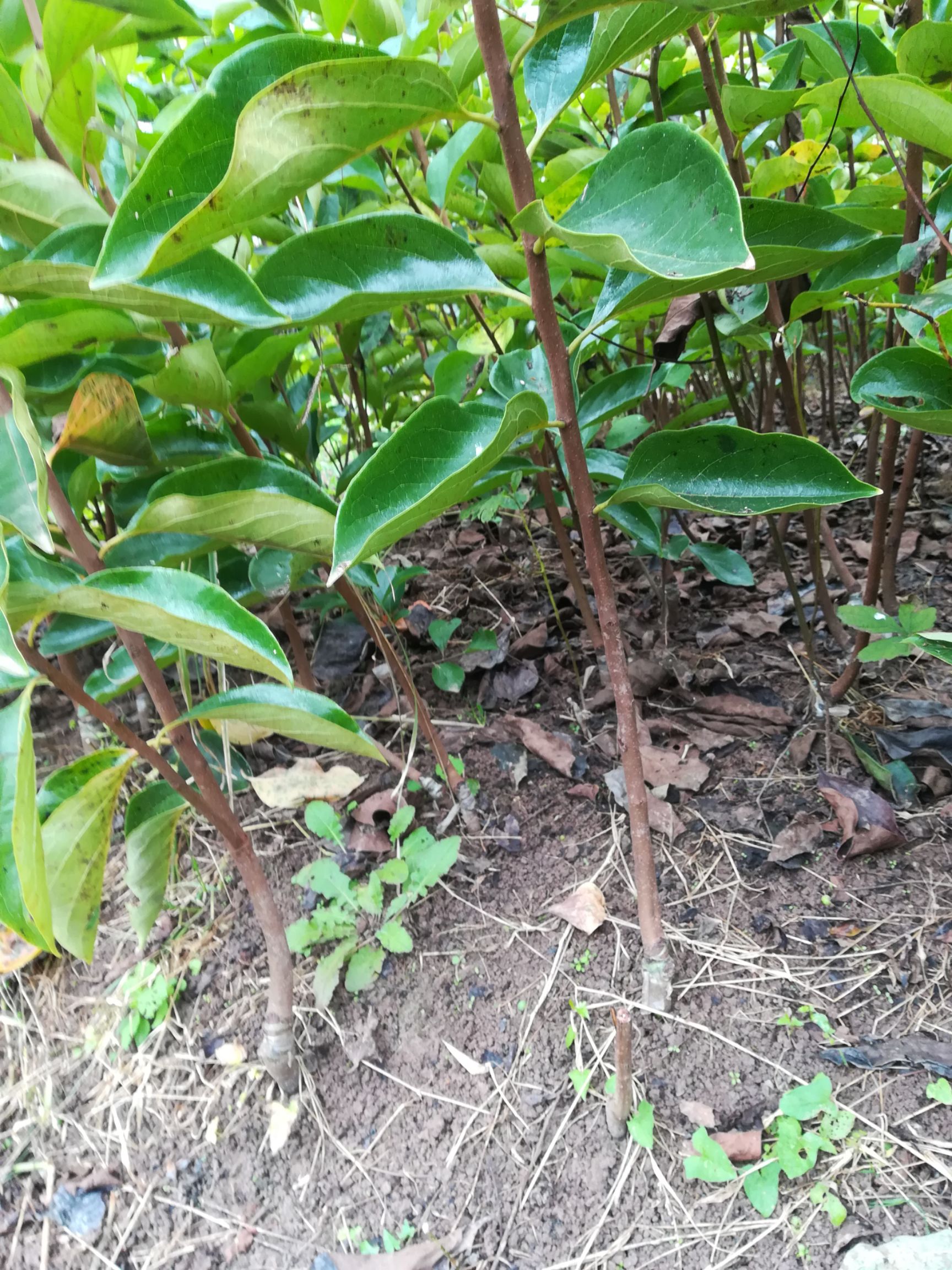 富有柿子苗 日本甜柿 脆柿