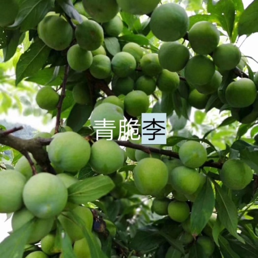 青脆李苗  汶川青脆李，九月脆李。