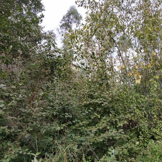 宜良县流苏树 树型好，苗木整齐。