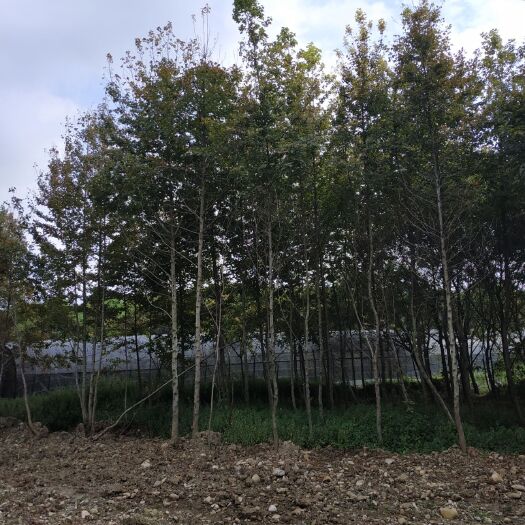 宜良县造林苗枫香 直杆。