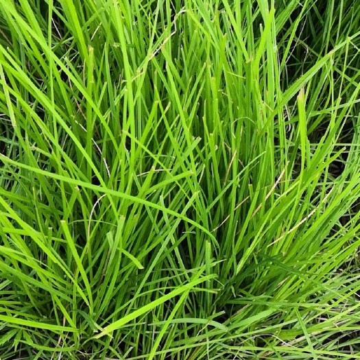 天然草地 入股 10~20年 5000~1万亩 