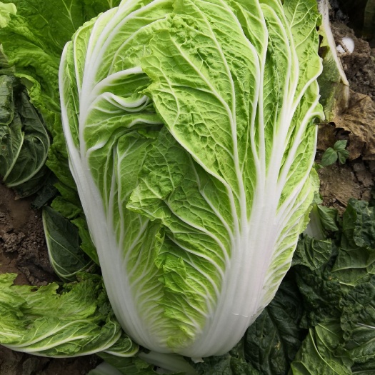 夏邑县青杂三号白菜 3~6斤 二毛菜 