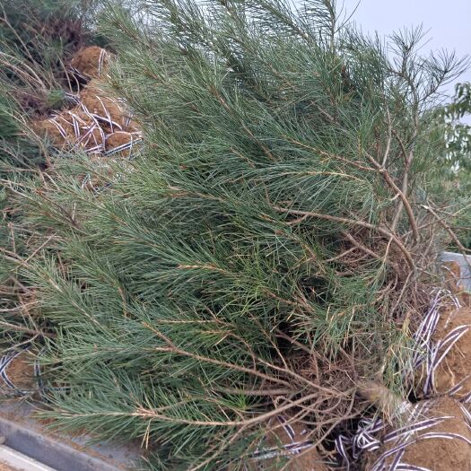 青岛白皮松
