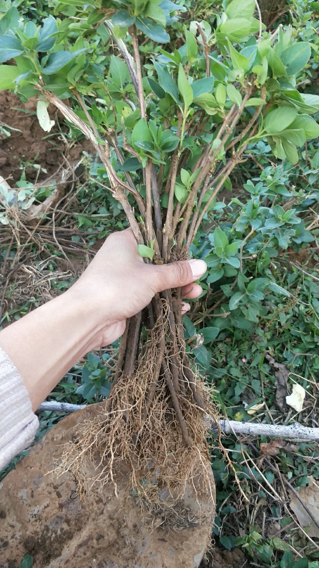 费县四季金银花 40~50公分
