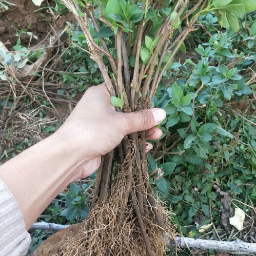 费县四季金银花 40~50公分