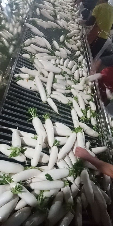 天門市白蘿卜  蘿卜
