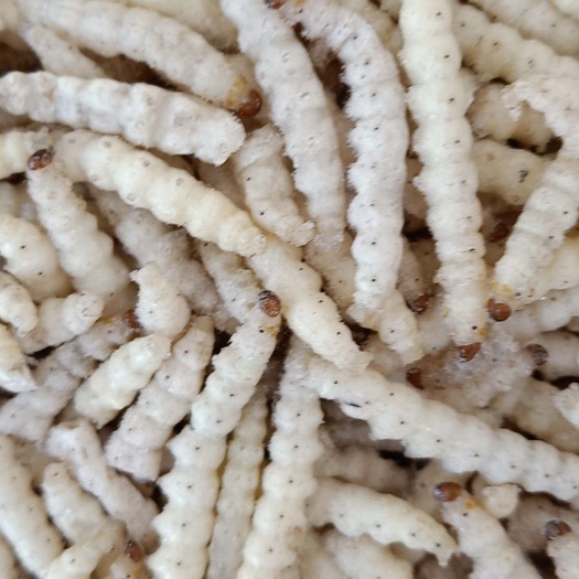 沧州竹虫