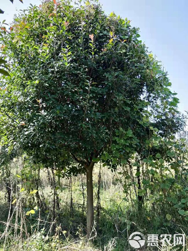 高杆红叶石楠 