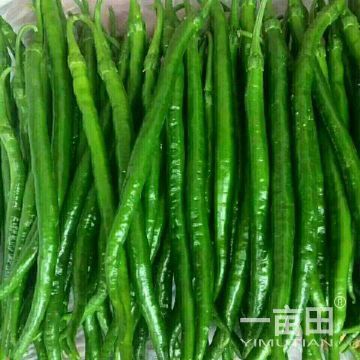 泡椒苗 10～14片真叶