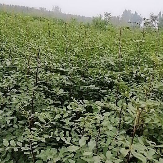 泰安大红袍花椒苗