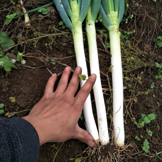 安顺铁杆大葱 大量上市