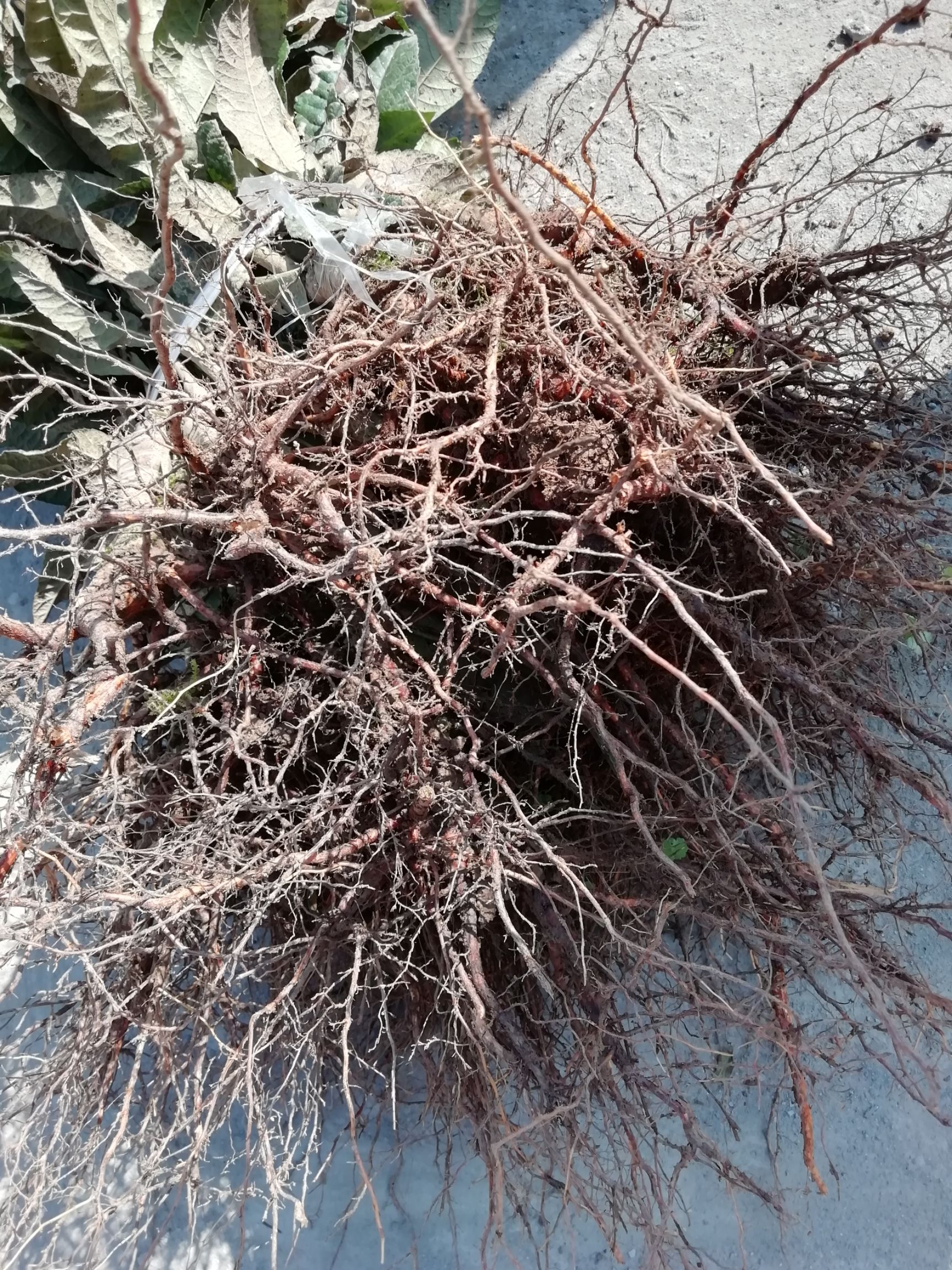 大五星枇杷苗  枇杷苗，一年生嫁接苗，两年生挂果苗