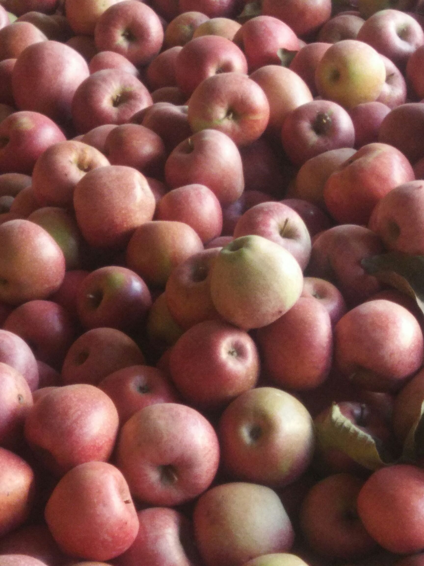 秦冠苹果 光果 片红 80mm以上