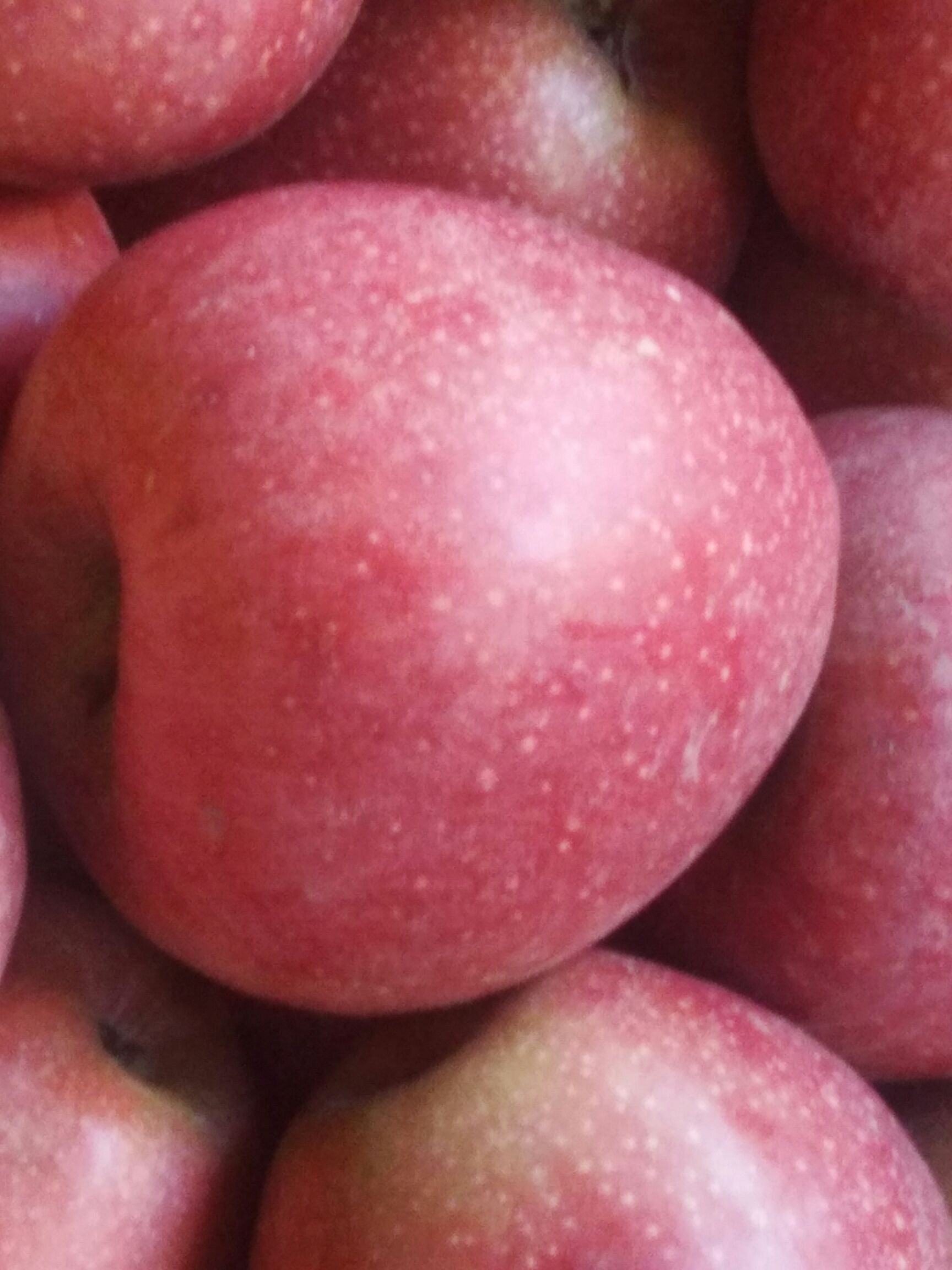 秦冠苹果 光果 片红 80mm以上