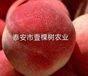 泰安血桃苗 1~1.5米 