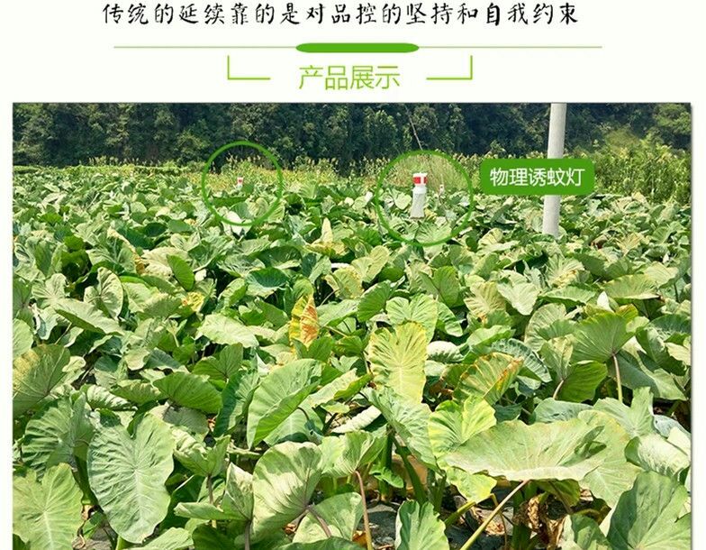 槟榔香芋包粉包糯  产地直发  5斤/箱  包邮