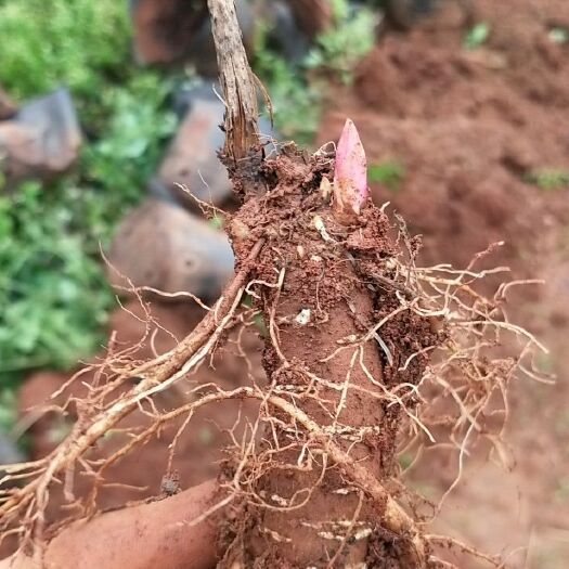 宣威市牡丹苗 药用芍药
