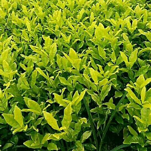 夹江县黄金芽茶苗 实生苗 0.5米以下