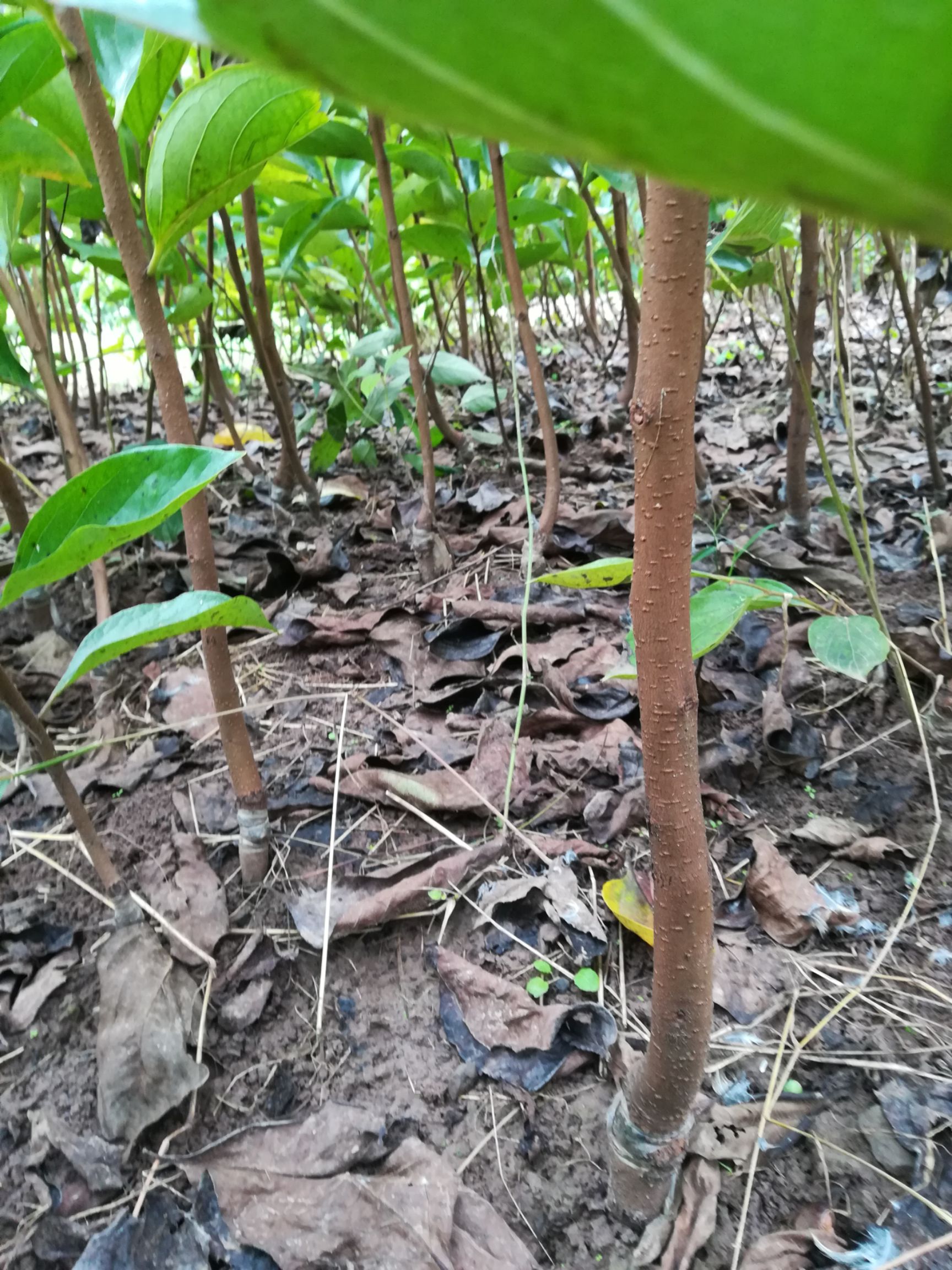 富有柿子苗 日本甜柿 脆柿