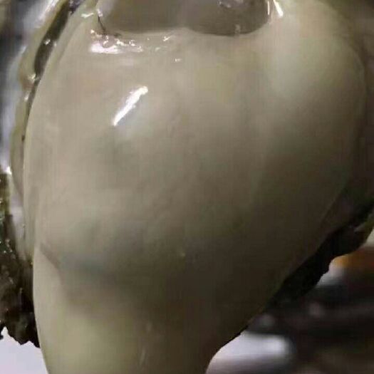 漳浦县乳山牡蛎 人工养殖 3-4两/只 