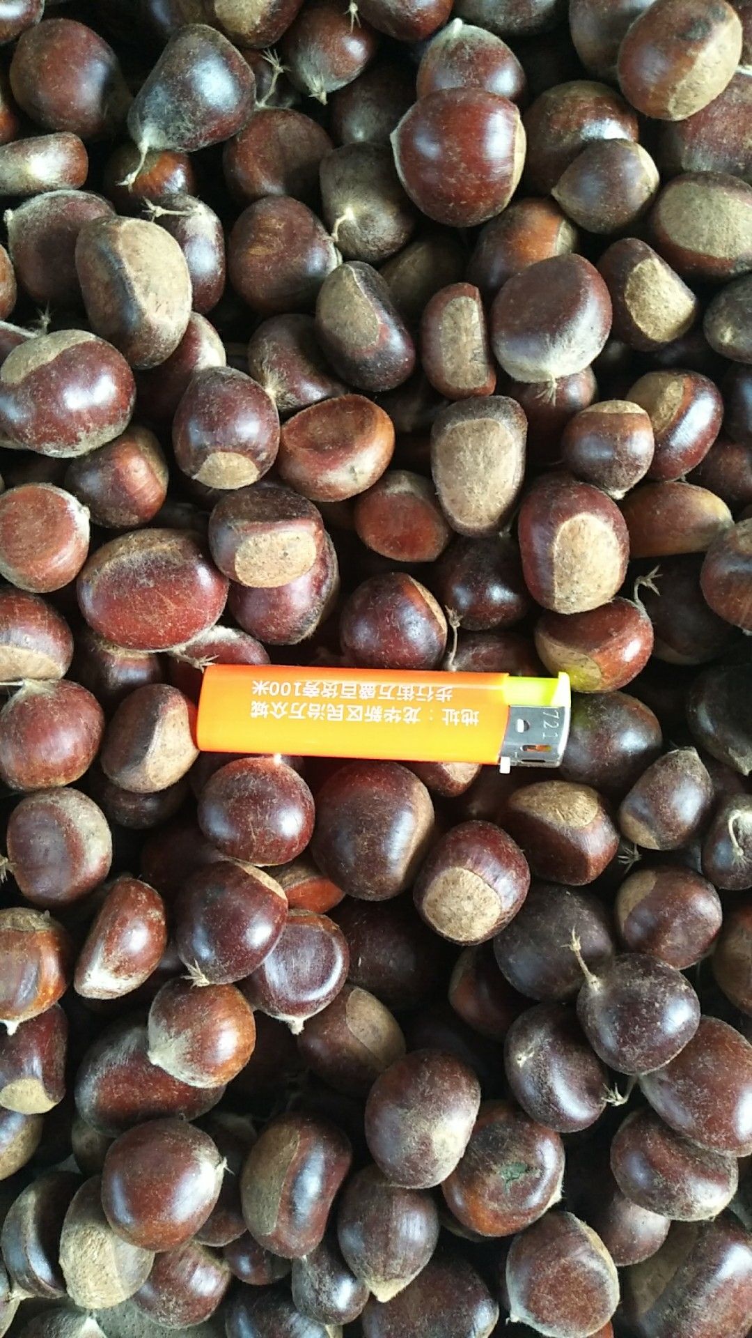 毛板红板栗  高山板栗，炒板栗专用栗,规格2.0