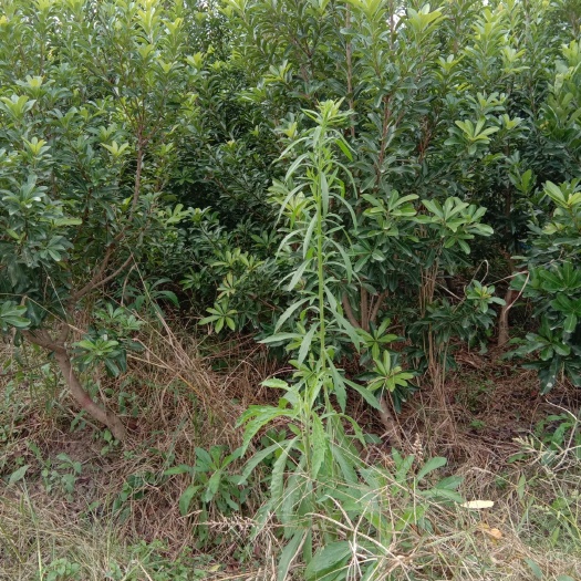 靖州县东槐杨梅苗 