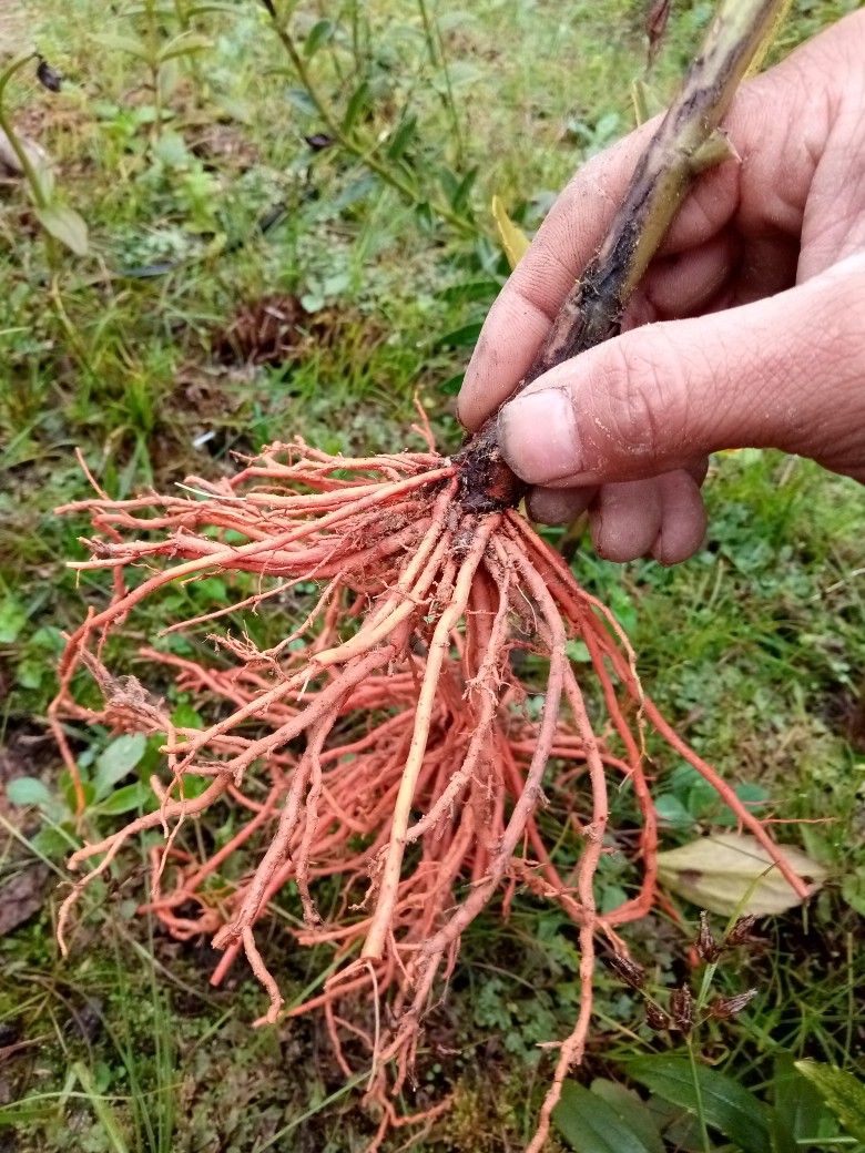 红根野蚕豆种子 