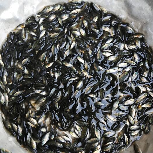 台山市罗非鱼苗 统货
