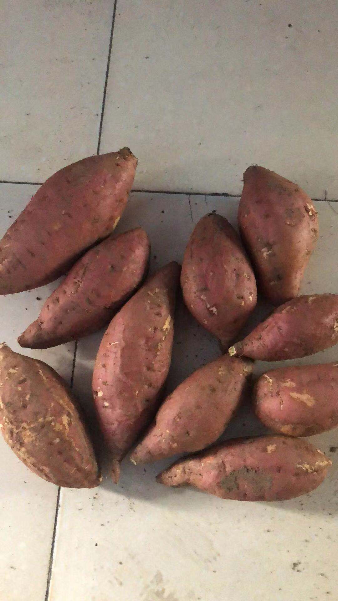 烟薯25 红皮 3两~6两