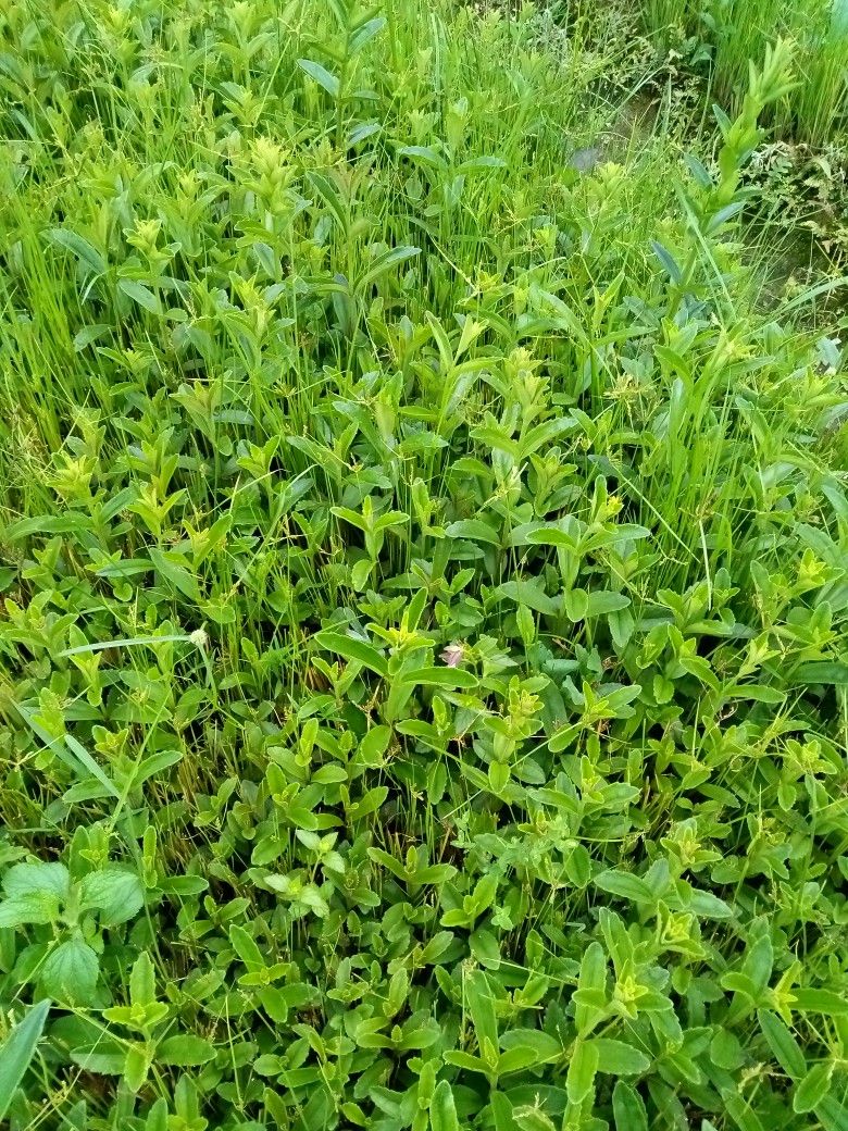 红根野蚕豆种子 