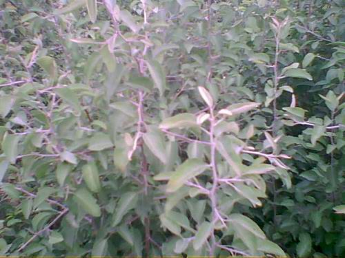 杜梨苗 棠梨苗，杜梨实生苗