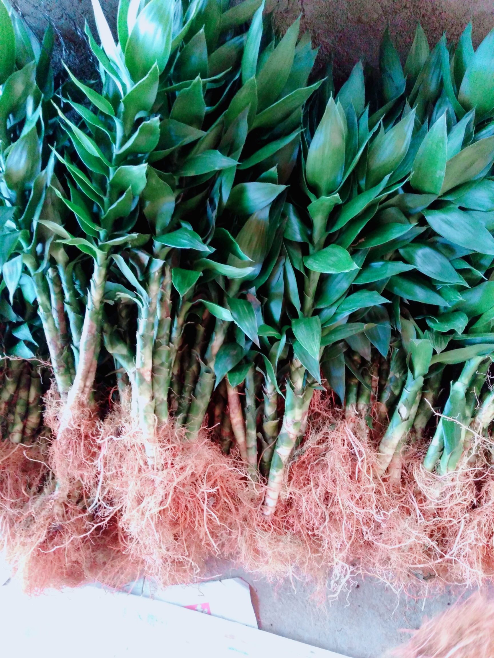 富贵竹