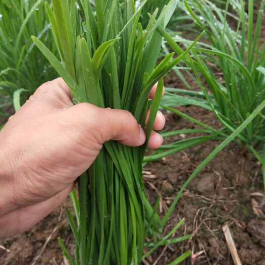 巢湖铁杆黑韭菜 二茬 20~30cm 